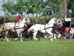 2010 - Styevák János képei 